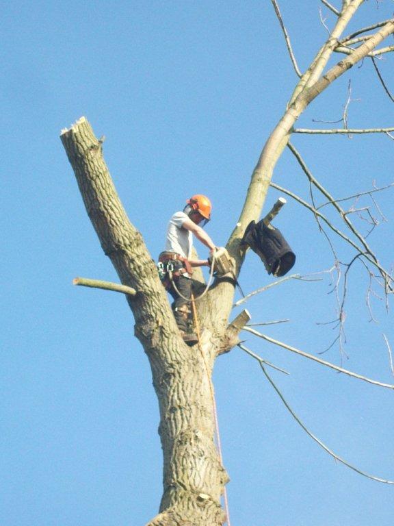 T & W Tree Experts – For all your tree work, landscaping, garden ...